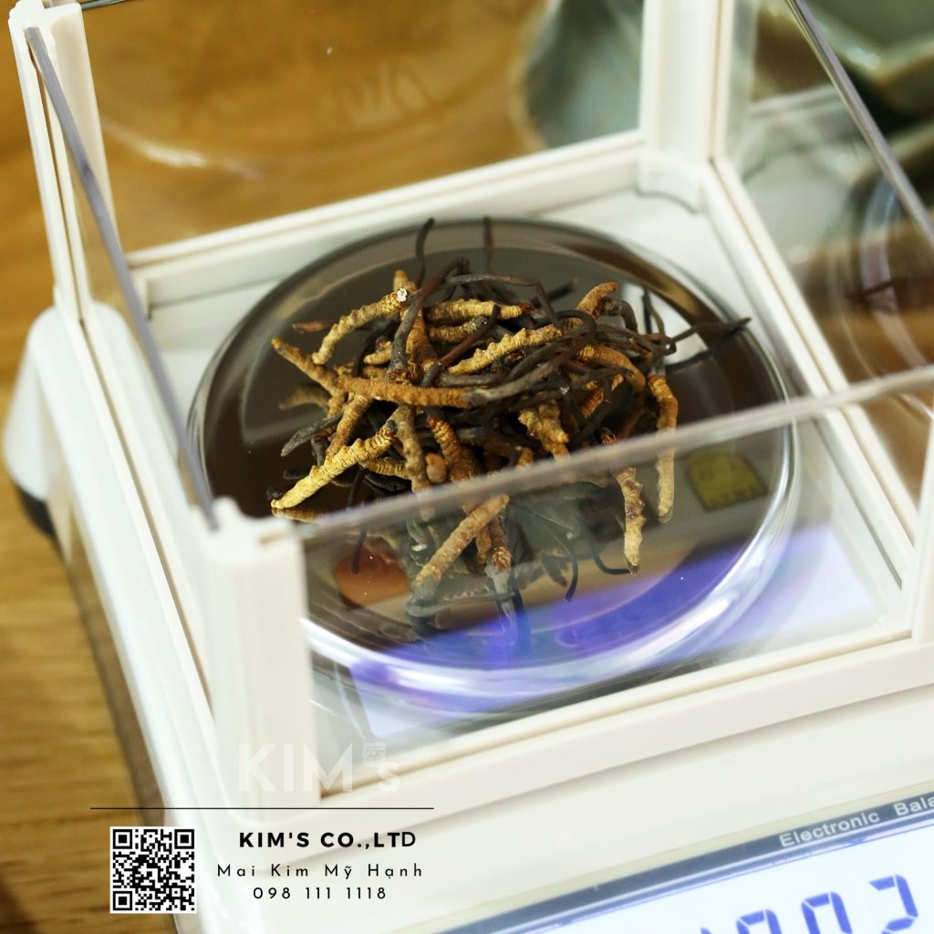 Đông trùng hạ thảo Tây Tạng - Tibet Cordyceps sinensis - KIM's dongtrunghathaonakhuc.com