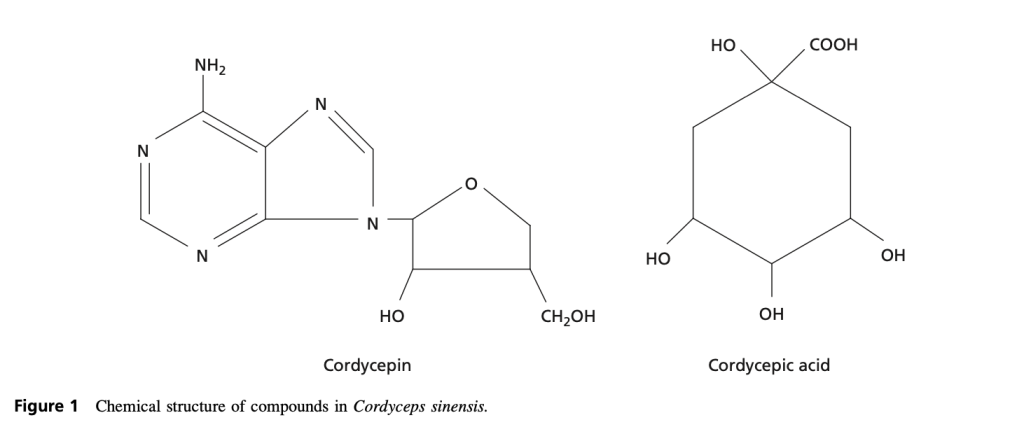 Công thức hoá học của Cordycepin và Axit cordycepic có trong đông trùng hạ thảo